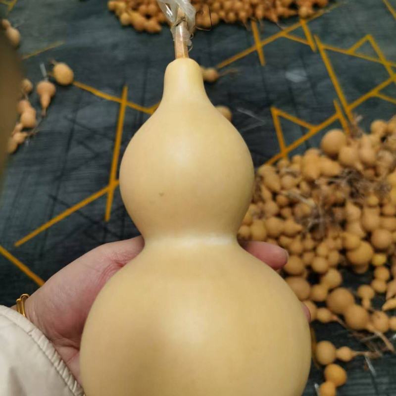 白皮中号