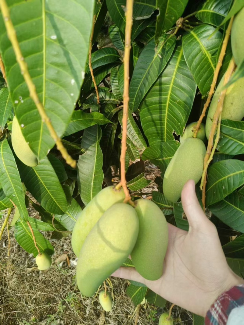 海南三亚象牙芒果，一件代发批发零售工厂，一级二级工厂货