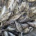 斑鳜鱼苗基地直供斑鳜鱼苗全程养殖技术支持