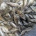 斑鳜鱼苗基地直供斑鳜鱼苗全程养殖技术支持