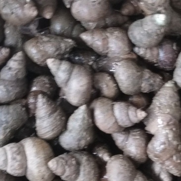 湖北新鲜肥美螺狮，大量上市，品质保障，一手货源，