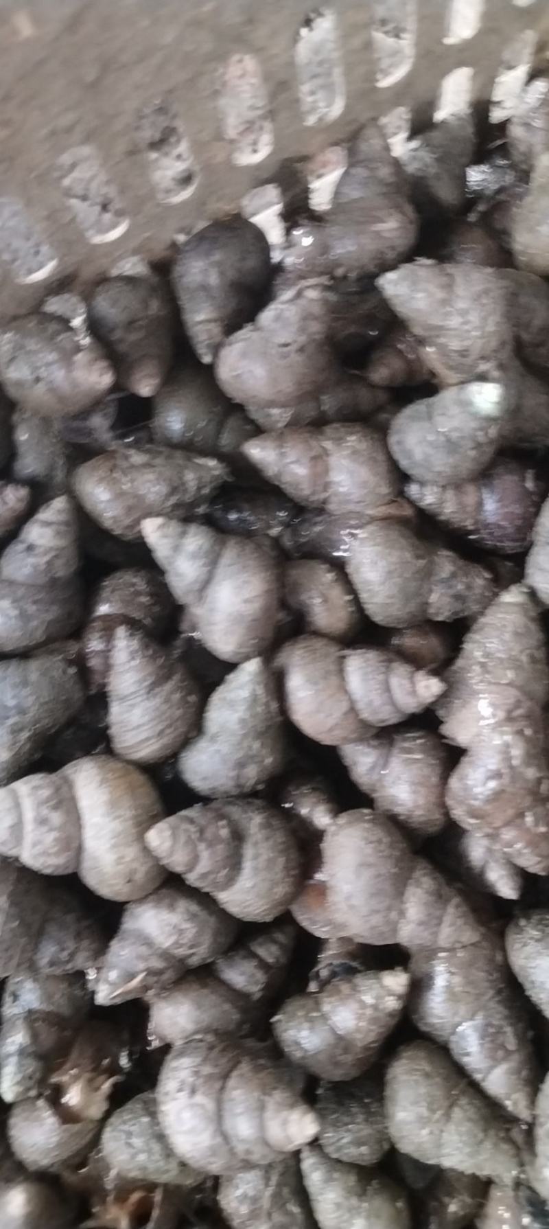 湖北新鲜肥美螺狮，大量上市，品质保障，一手货源，