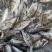 斑鳜鱼苗基地直供斑鳜鱼苗全程养殖技术支持