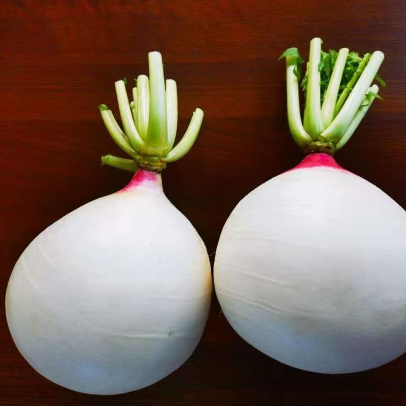 荣昌万灵沙堡萝卜