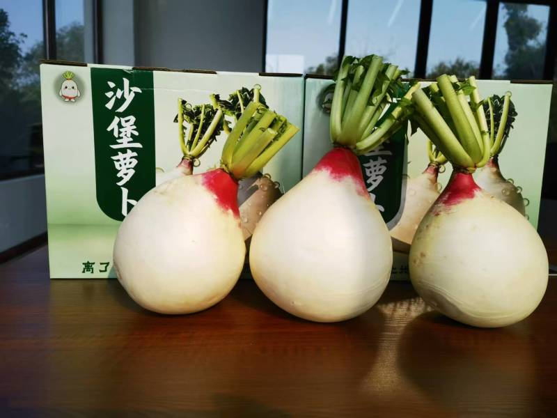 荣昌万灵沙堡萝卜