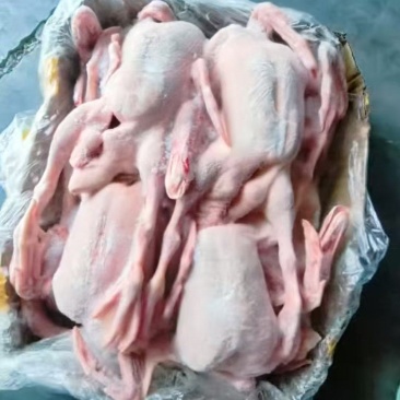 全鸭
