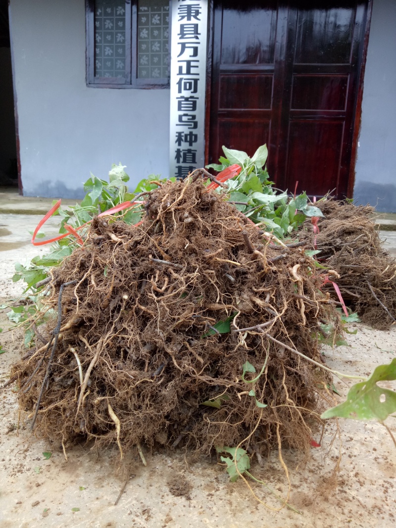 何首乌种苗批发