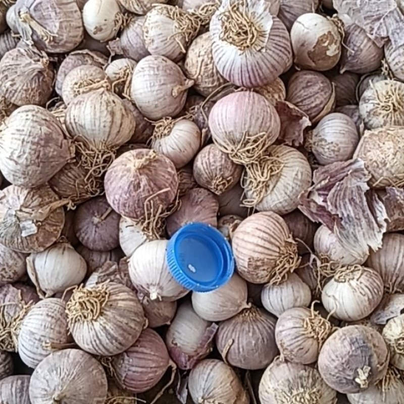 独头蒜批发与零售