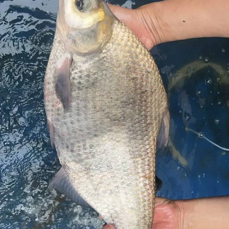 鳊鱼大量供应品质优新鲜可视频看货热卖中