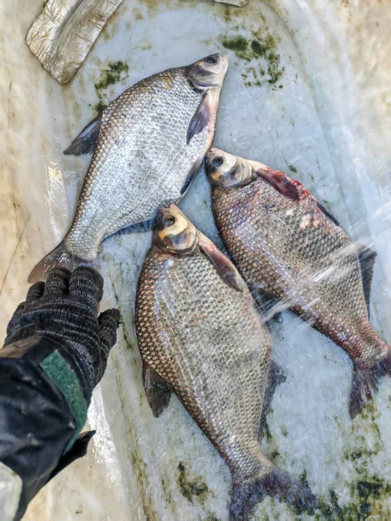 鳊鱼大量供应品质优新鲜可视频看货热卖中