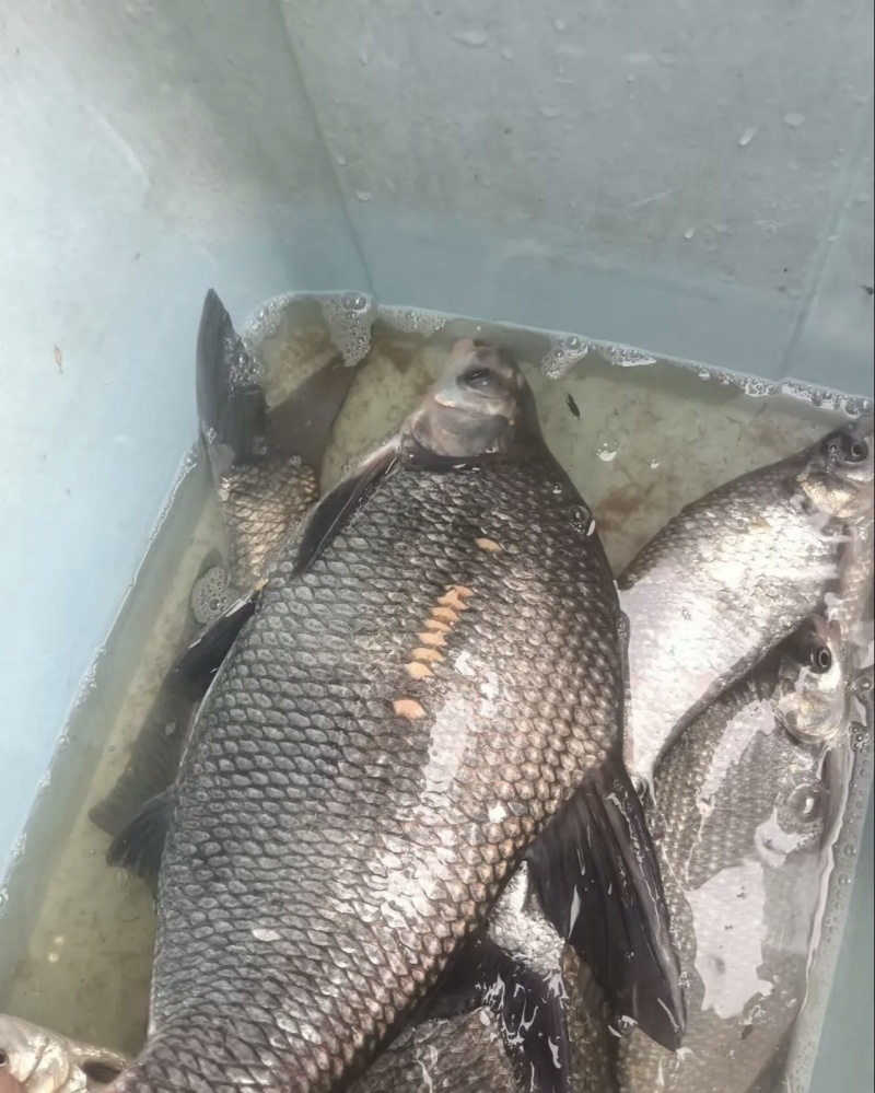鳊鱼大量供应品质优新鲜可视频看货热卖中