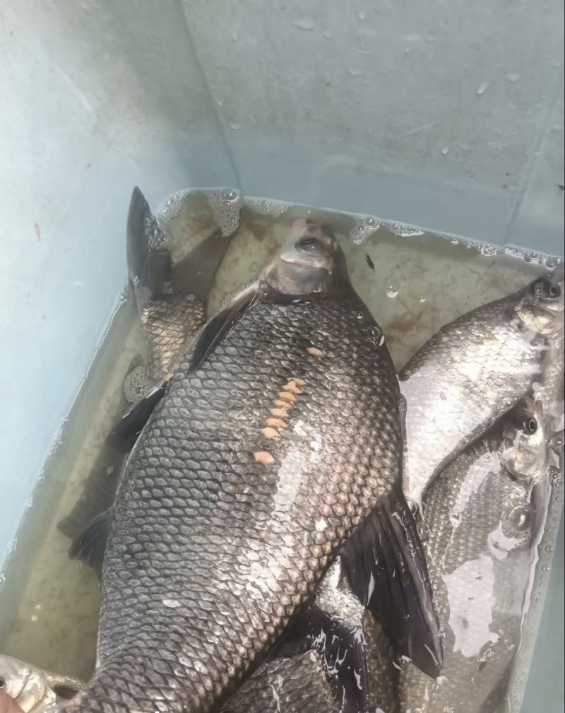鳊鱼大量供应品质优新鲜可视频看货热卖中