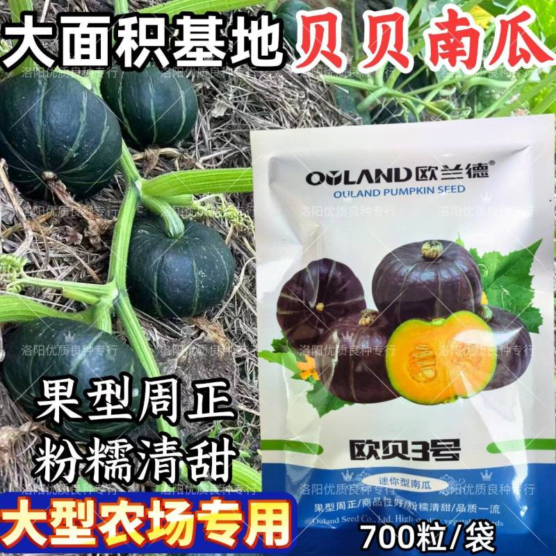 欧贝3号贝贝南瓜种子迷你小贝贝南瓜粉糯香甜板栗南瓜种子籽
