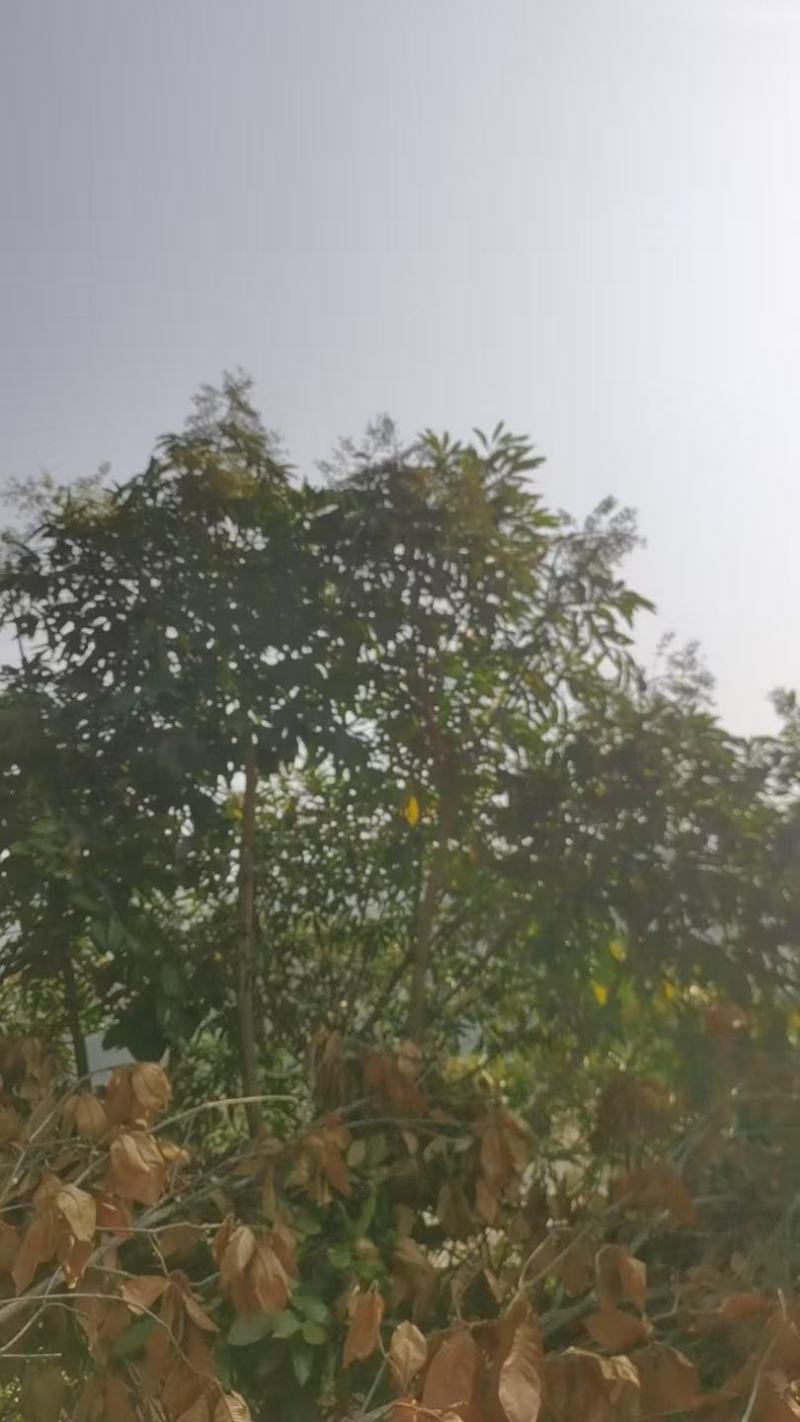 广东鸭脚木冬蜜，新鲜上市，农家自产自销，量大从优，欢迎咨询