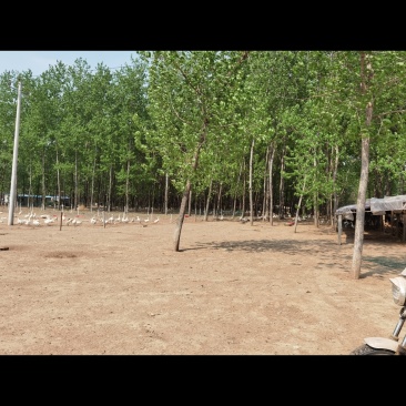 大三花鹅蛋