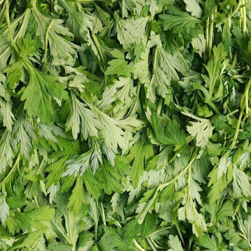 艾草鲜艾草可食用药膳两用一手货源量大从优