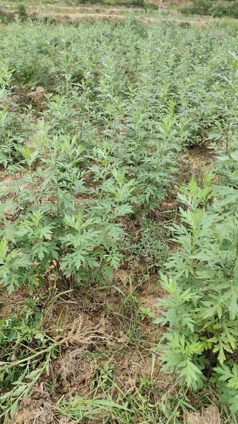 艾草鲜艾草可食用药膳两用一手货源量大从优