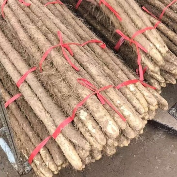 【对接全国】河北精品铁棍山药种植基地直发诚信经营可视频看货