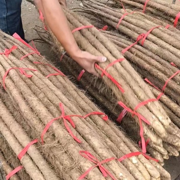 铁棍山药品种优良多年老店对接商超档口欢迎新老朋友电联！