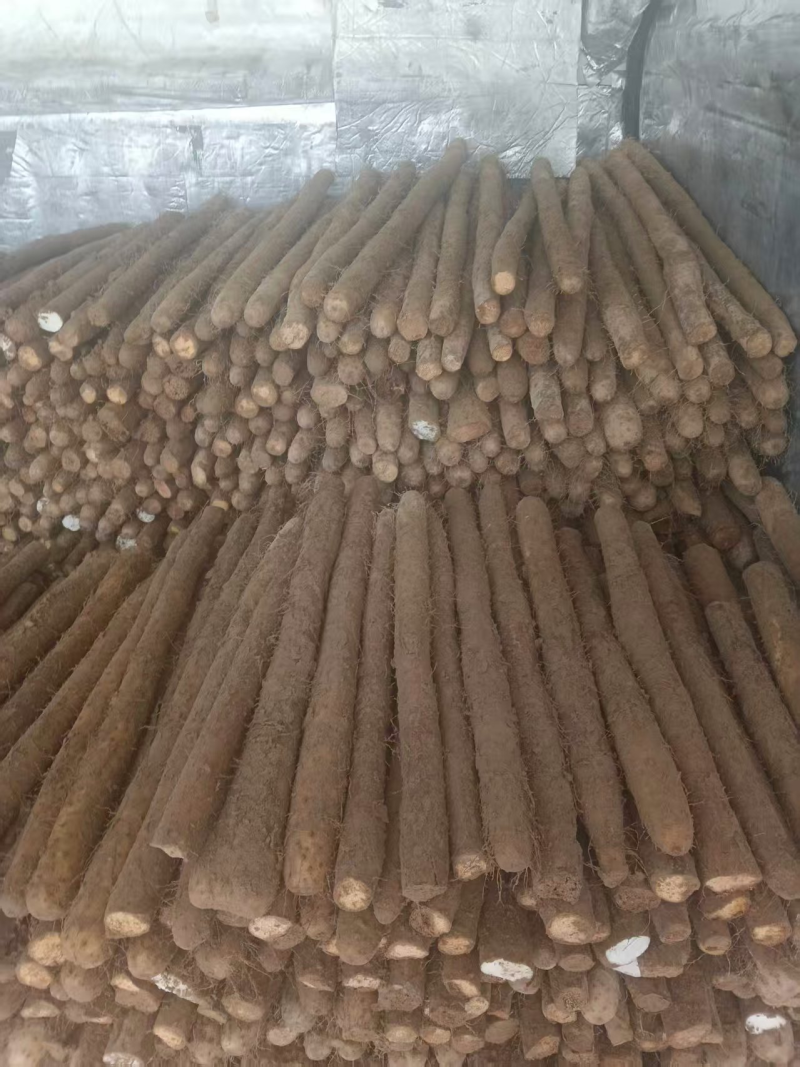 铁棍山药品种优良多年老店对接商超档口欢迎新老朋友电联！