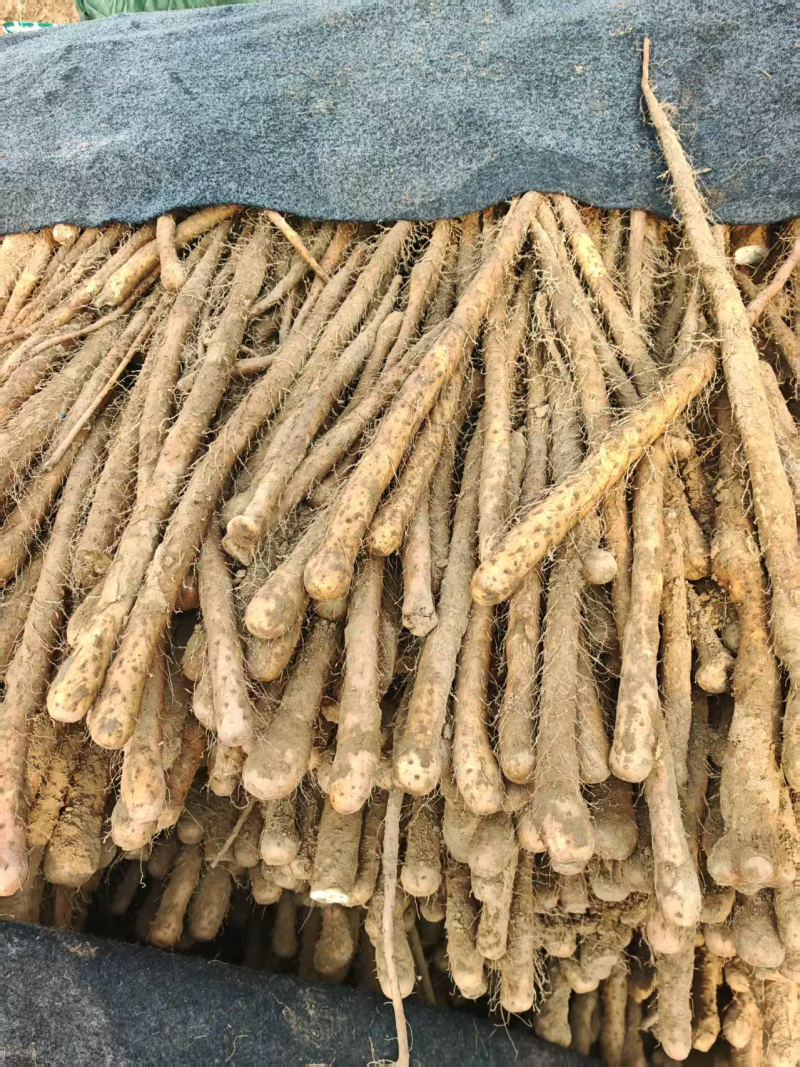 铁棍山药品种优良多年老店对接商超档口欢迎新老朋友电联！