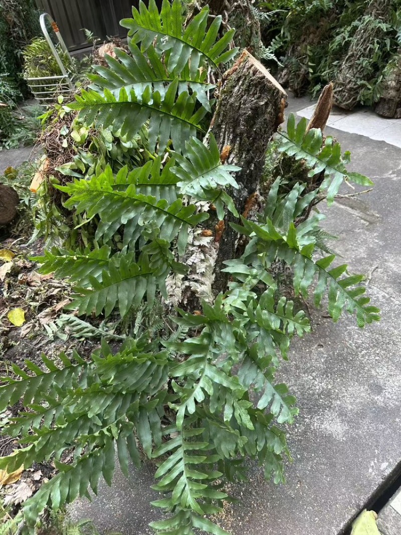 精吕骨碎补