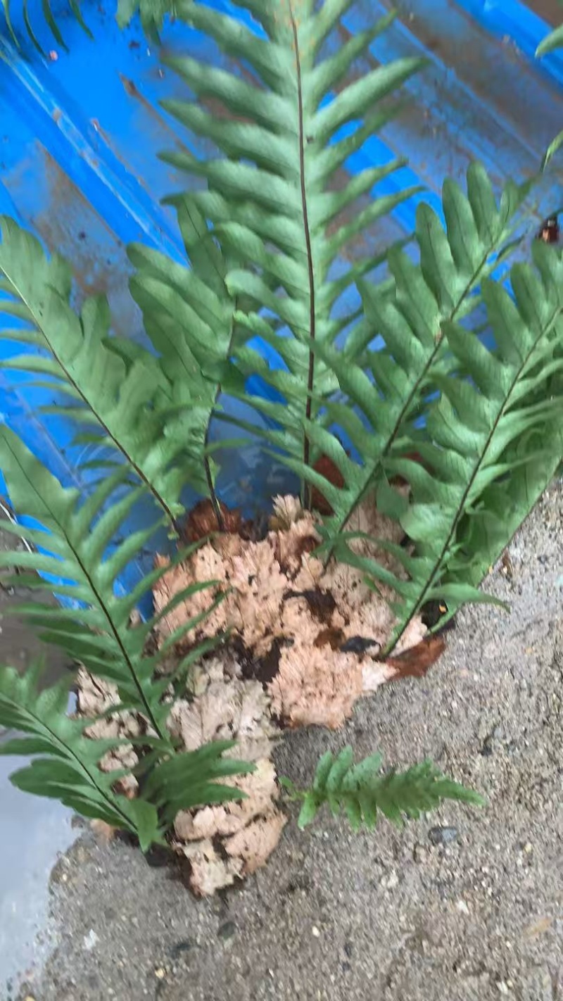 精吕骨碎补
