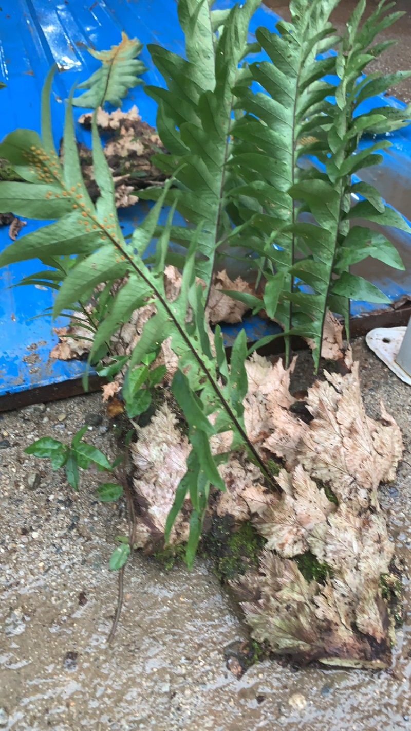 精吕骨碎补