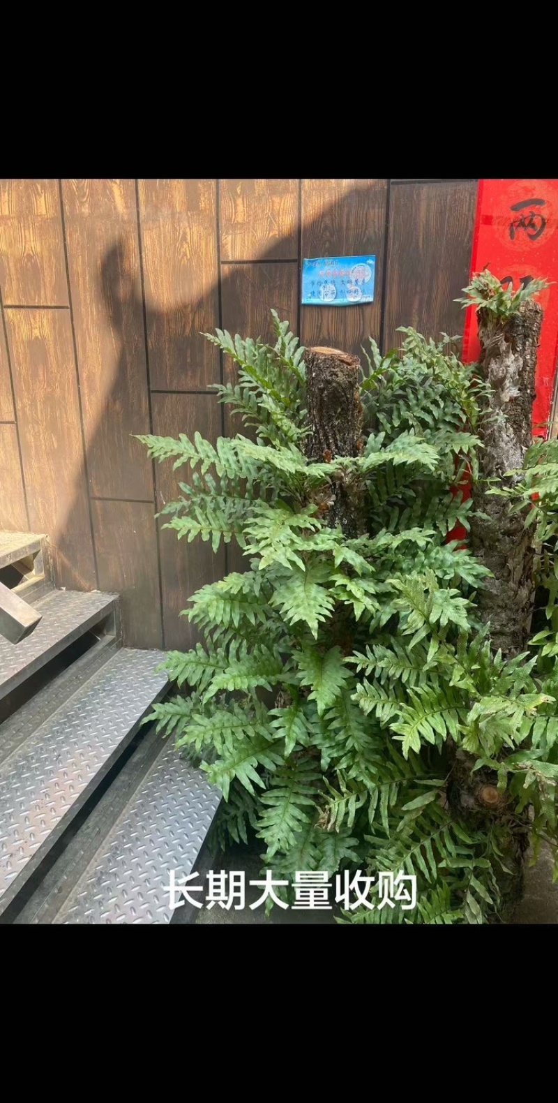 精吕骨碎补