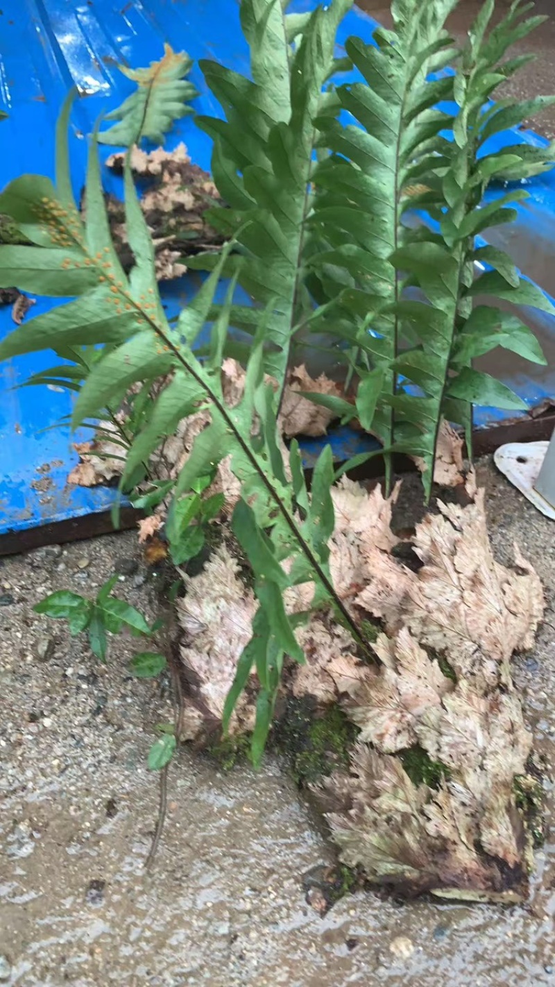 精吕骨碎补