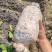 鲜平菇