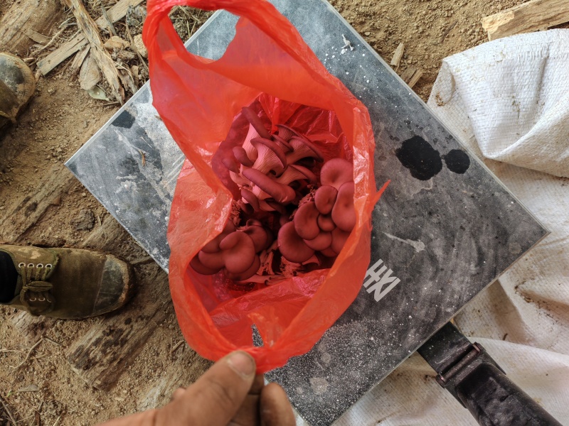 鲜平菇
