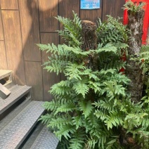 精吕骨碎补