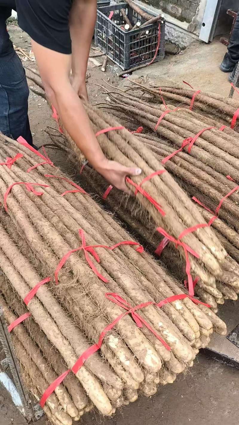 【推荐】河北麻山药白玉山药产地直发可视频看货对接全国