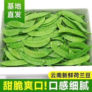 荷兰豆云南荷兰豆精品产地直发新鲜采摘蔬菜