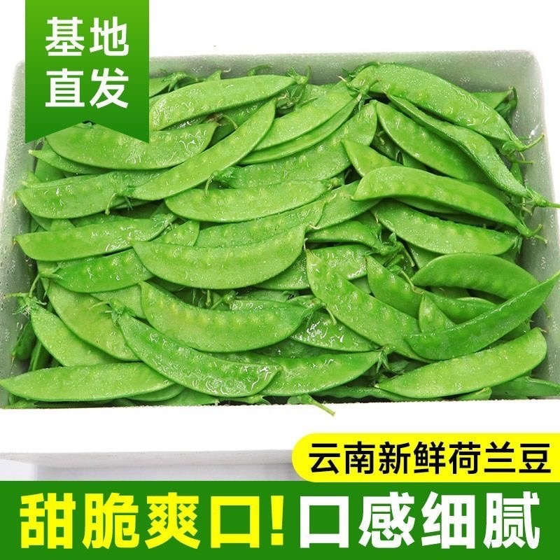 荷兰豆云南荷兰豆精品产地直发新鲜采摘蔬菜