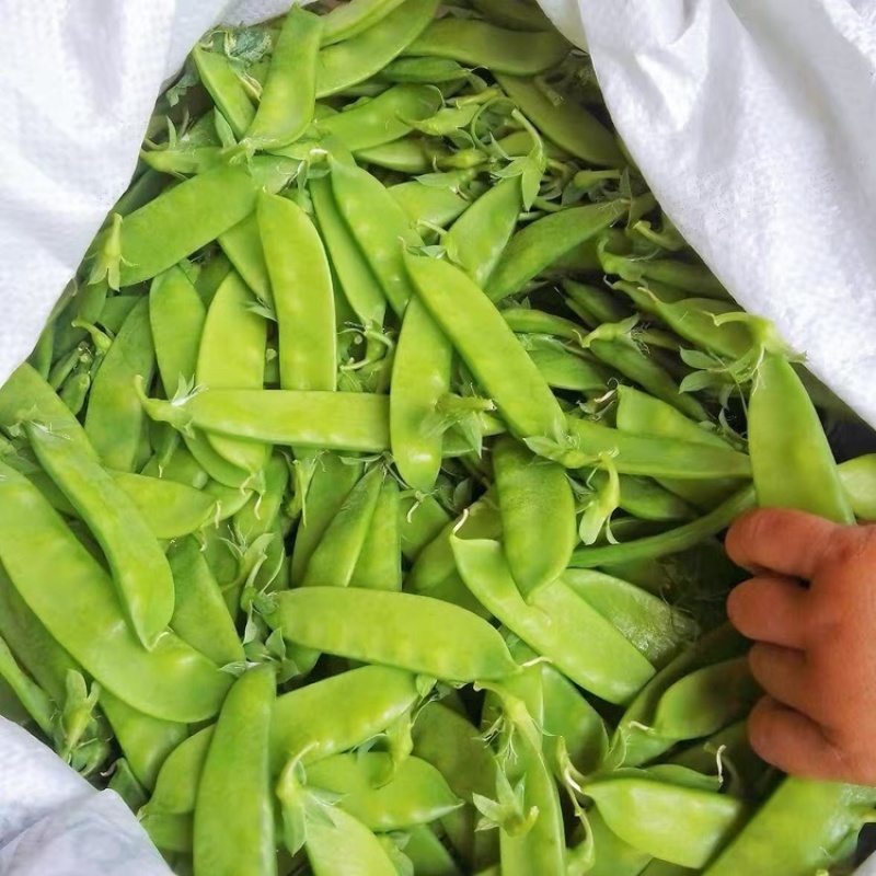 荷兰豆云南荷兰豆精品产地直发新鲜采摘蔬菜