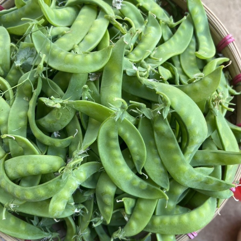 荷兰豆云南荷兰豆精品产地直发新鲜采摘蔬菜