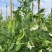 荷兰豆云南荷兰豆精品产地直发新鲜采摘蔬菜