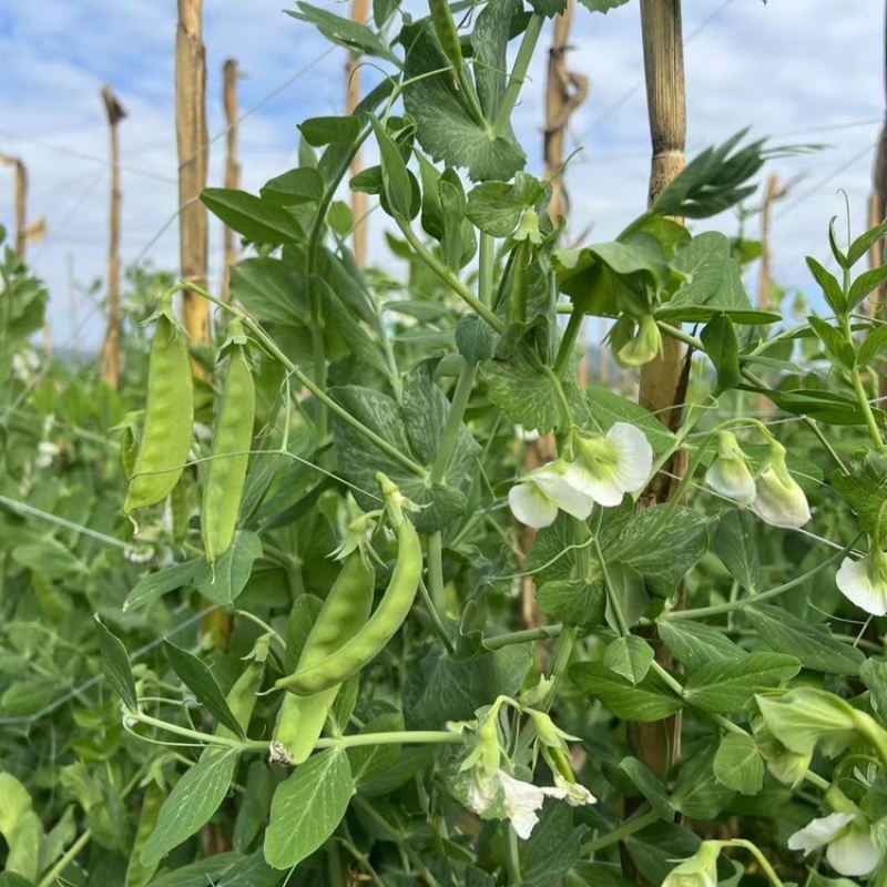 荷兰豆云南荷兰豆精品产地直发新鲜采摘蔬菜
