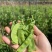 荷兰豆云南荷兰豆精品产地直发新鲜采摘蔬菜