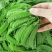 荷兰豆云南荷兰豆精品产地直发新鲜采摘蔬菜