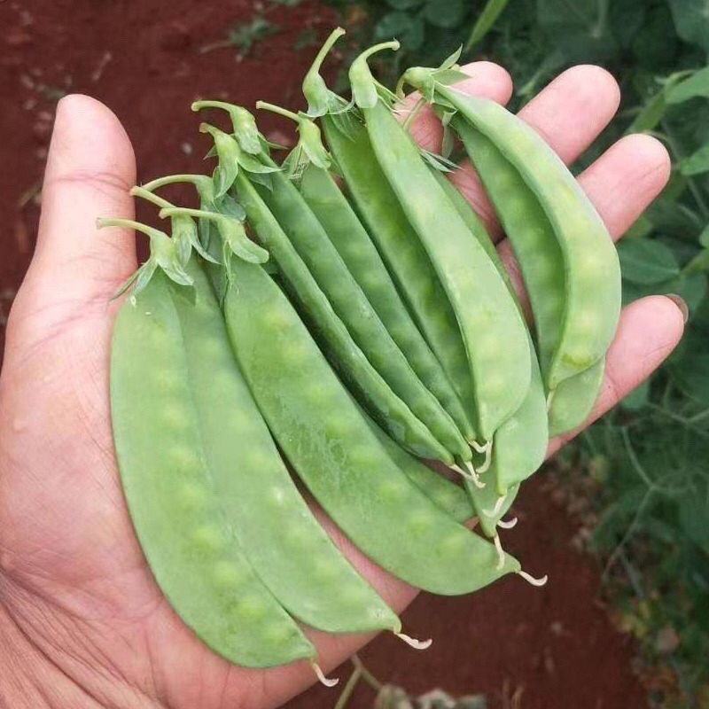 荷兰豆云南荷兰豆精品产地直发新鲜采摘蔬菜