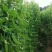 荷兰豆云南荷兰豆精品产地直发新鲜采摘蔬菜