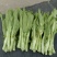 油菜苔