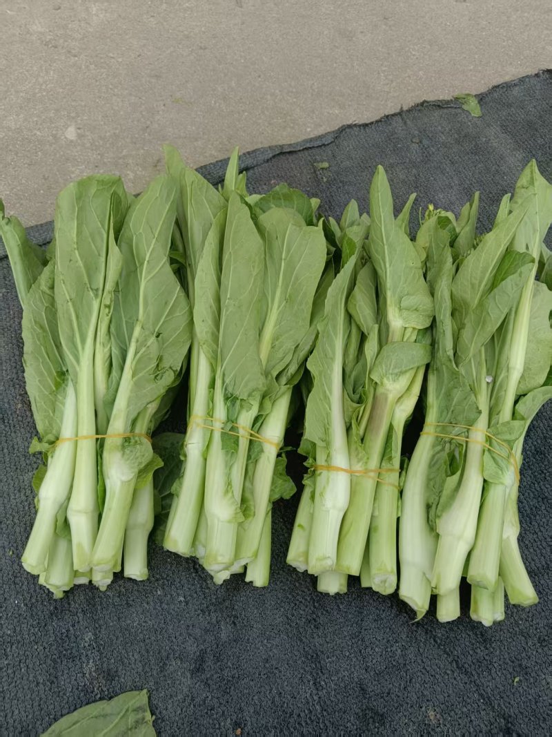 油菜苔