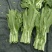 油菜苔