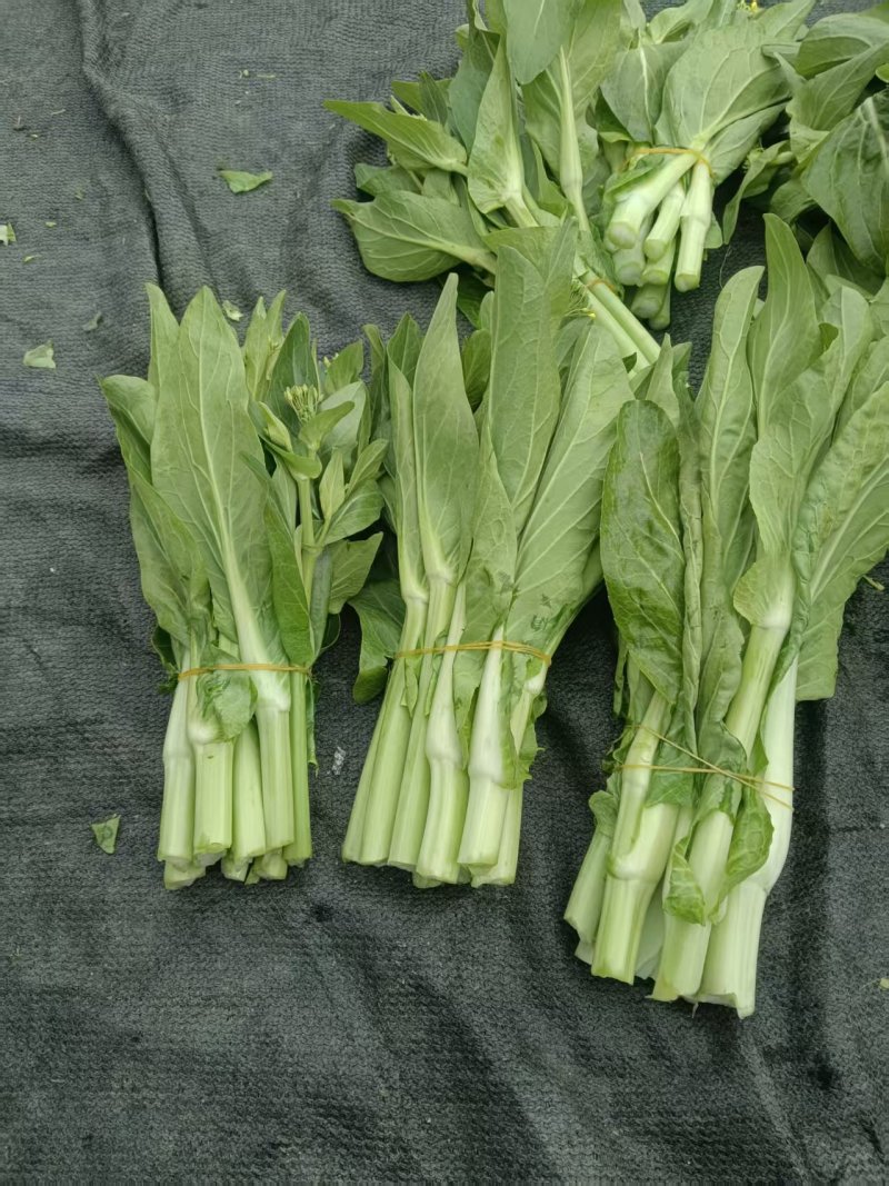油菜苔