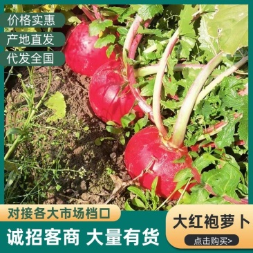 湖北天门现挖大红袍萝卜脆甜多汁量大从优欢迎来电咨询