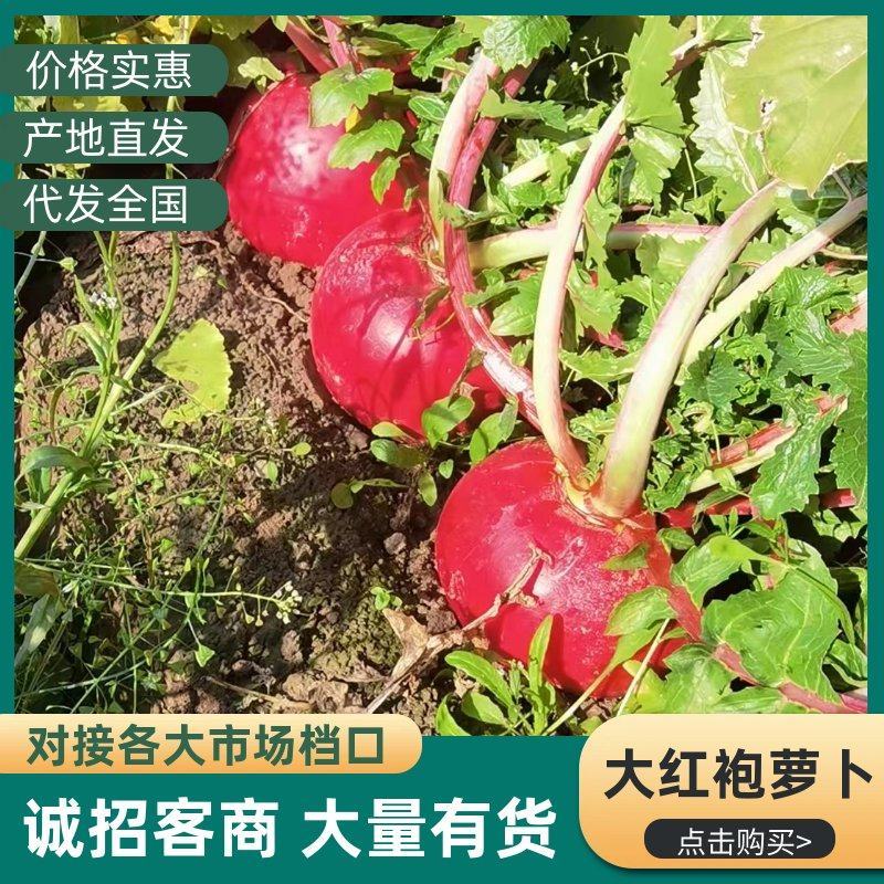 湖北天门现挖大红袍萝卜脆甜多汁量大从优欢迎来电咨询